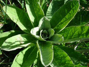 Spring Plant Circle